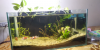 Planted Aquarium